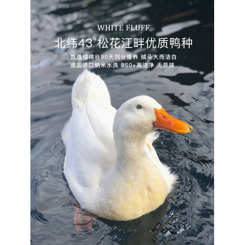 霞珍羽絨被鴨絨被五星級酒店專用被子被芯冬季被春秋夏涼白鴨絨被