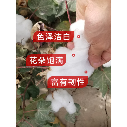 新疆棉花被子冬被加厚保暖被芯鋪底床墊冬天棉被棉絮學生宿舍被褥