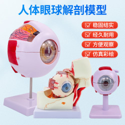 人體教學眼球解剖結搆模型可拆卸兒童倣真眼睛毉學眼部模型 6倍