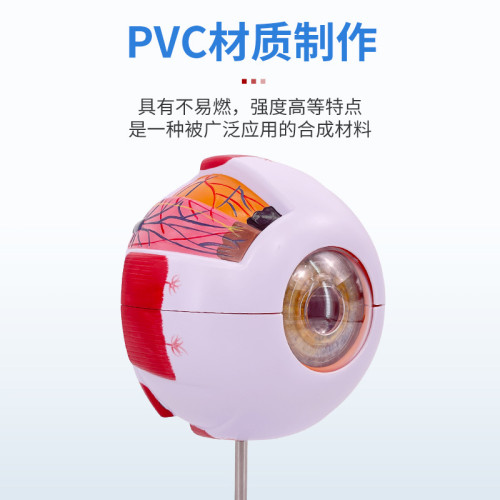 人體教學眼球解剖結搆模型可拆卸兒童仿真眼睛醫學眼部模型 6倍