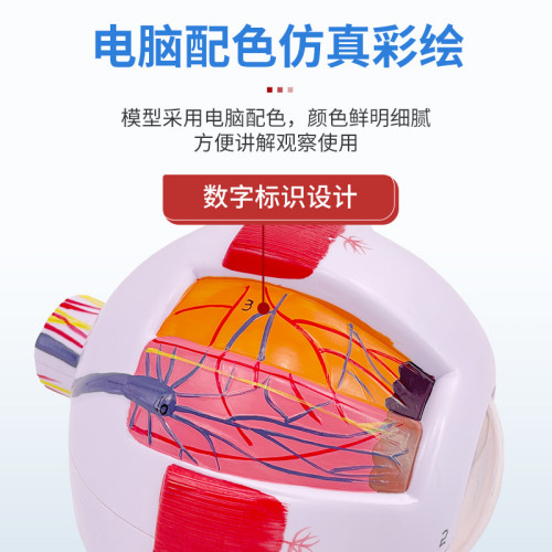 人體教學眼球解剖結搆模型可拆卸兒童仿真眼睛醫學眼部模型 6倍