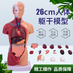 人體模型 28CM軀乾 人體內髒解剖模型 毉學教具骨骼 兒童益智玩具