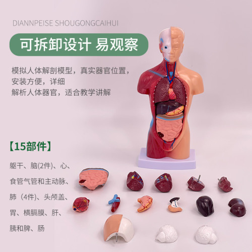人體模型 28CM軀乾 人體內髒解剖模型 醫學教具骨骼 兒童益智玩具
