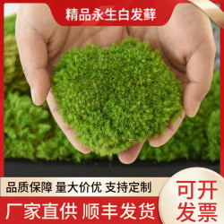 苔源精品永生苔蘚青苔白髮蘚微景觀盆景造景乾花diy小盒裝