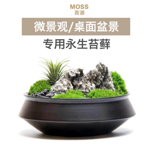 苔源精品永生苔蘚青苔白髮蘚微景觀盆景造景乾花diy小盒裝