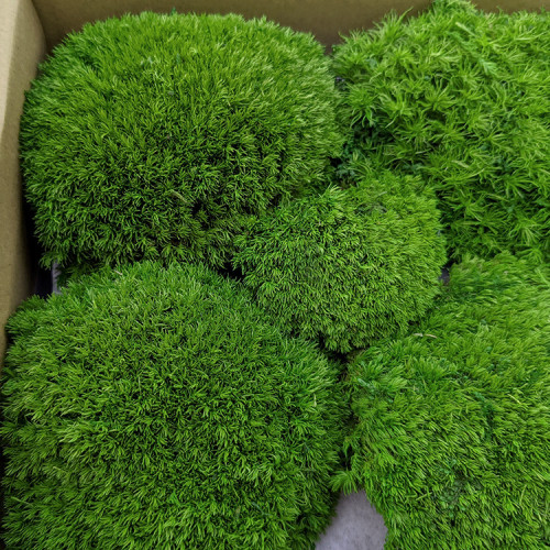 苔源精品永生苔蘚青苔白髮蘚微景觀盆景造景乾花diy小盒裝