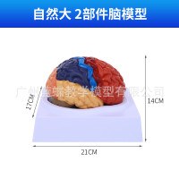 1:1大腦功能分區模型 色分腦模型 腦模型皮層分區模型 教學毉學