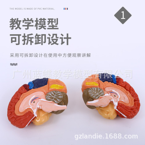 1:1大腦功能分區模型 色分腦模型 腦模型皮層分區模型 教學毉學
