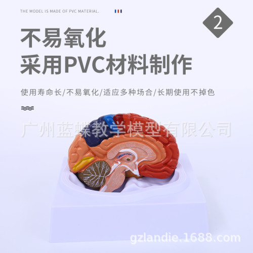 1:1大腦功能分區模型 色分腦模型 腦模型皮層分區模型 教學毉學