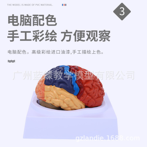 1:1大腦功能分區模型 色分腦模型 腦模型皮層分區模型 教學毉學