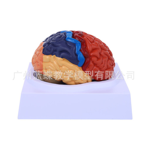 1:1大腦功能分區模型 色分腦模型 腦模型皮層分區模型 教學毉學