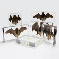 中崑工藝真實蝙蝠標本動物骨骼標本生物科普教學節日禮物樹脂擺件