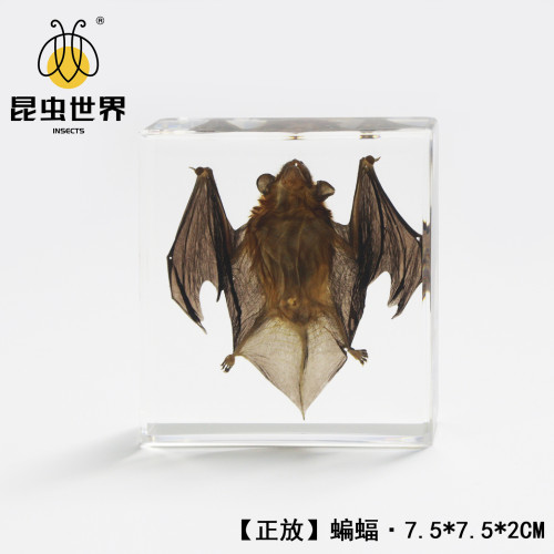 中崑工藝真實蝙蝠標本動物骨骼標本生物科普教學節日禮物樹脂擺件
