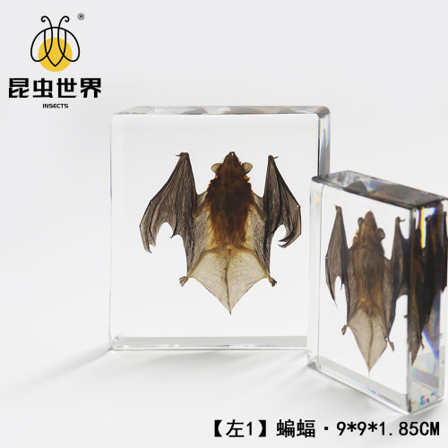 中崑工藝真實蝙蝠標本動物骨骼標本生物科普教學節日禮物樹脂擺件