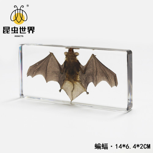 中崑工藝真實蝙蝠標本動物骨骼標本生物科普教學節日禮物樹脂擺件