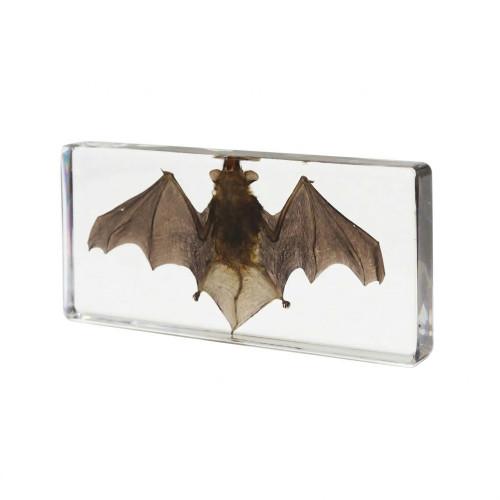 中崑工藝真實蝙蝠標本動物骨骼標本生物科普教學節日禮物樹脂擺件