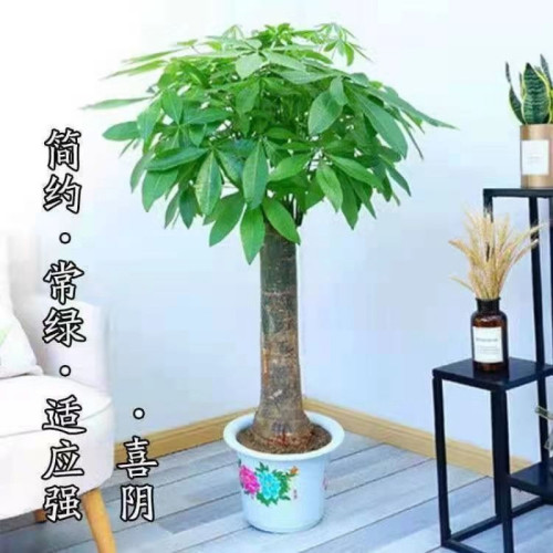 發財樹粗桿淨化空氣綠植大發財樹盆栽大客廳辦公室室內外盆景客廳