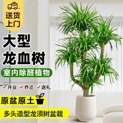 客廳大型綠植龍血樹盆栽喬遷旺宅吸甲醛辦公室內外雙層多頭龍須樹