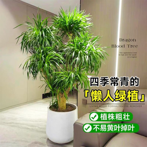 客廳大型綠植龍血樹盆栽喬遷旺宅吸甲醛辦公室內外雙層多頭龍須樹