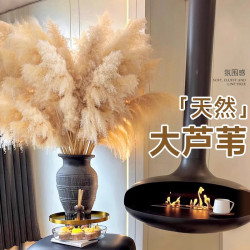 蘆葦乾花花束大蒲葦客廳真花風乾天然裝飾落地擺件永生花造景