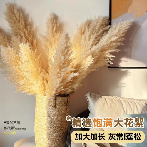 蘆葦乾花花束大蒲葦客廳真花風乾天然裝飾落地擺件永生花造景 蘆葦乾花花束大蒲葦客廳真花風乾天然裝飾落地擺件永生花造景