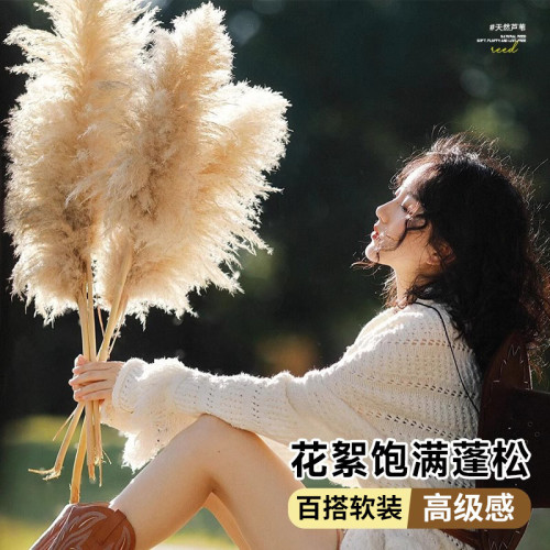 蘆葦乾花花束大蒲葦客廳真花風乾天然裝飾落地擺件永生花造景 蘆葦乾花花束大蒲葦客廳真花風乾天然裝飾落地擺件永生花造景