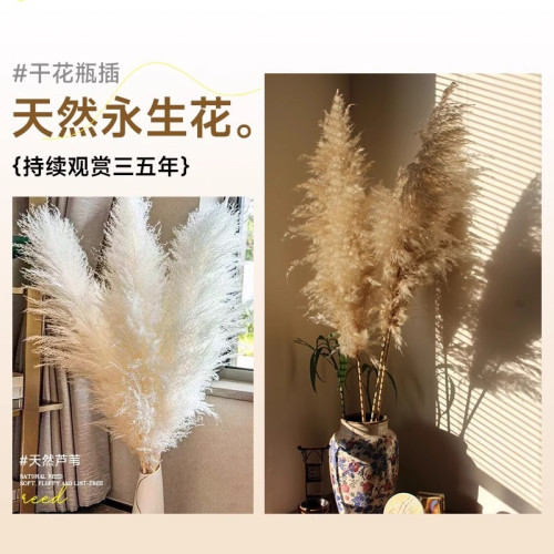 蘆葦乾花花束大蒲葦客廳真花風乾天然裝飾落地擺件永生花造景 蘆葦乾花花束大蒲葦客廳真花風乾天然裝飾落地擺件永生花造景