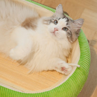 貓窩涼蓆搖床貓吊床竹蓆夏季睡覺涼爽可愛貓床喵仙兒寵物用品