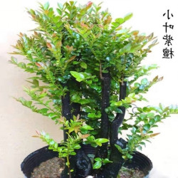 小葉紫檀盆景樹苗名貴四季常青綠植客廳辦公室外庭院盆栽