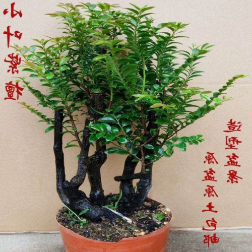 小葉紫檀盆景樹苗名貴四季常青綠植客廳辦公室外庭院盆栽