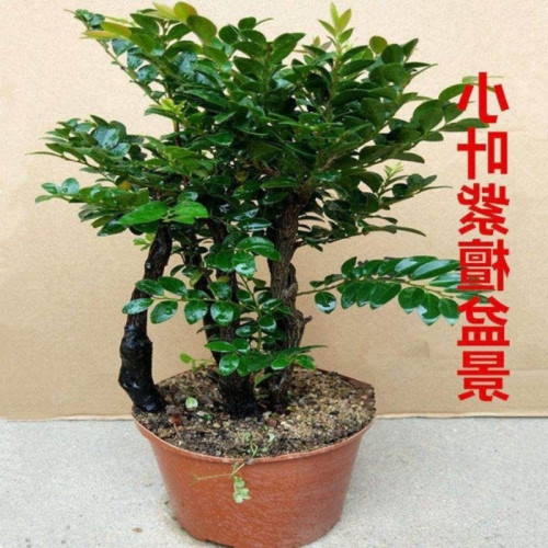 小葉紫檀盆景樹苗名貴四季常青綠植客廳辦公室外庭院盆栽
