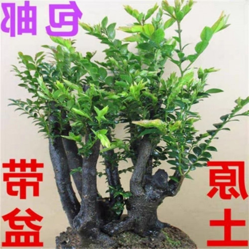 小葉紫檀盆景樹苗名貴四季常青綠植客廳辦公室外庭院盆栽
