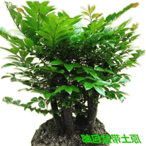 小葉紫檀盆景樹苗名貴四季常青綠植客廳辦公室外庭院盆栽