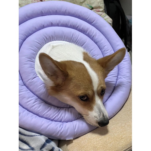 金毛拉拉加長加深大號伊麗莎白圈大型犬狗用項圈恢復脖套防舔狗狗