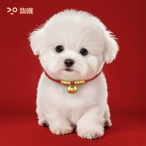 狗狗項圈狗脖圈長命鎖小狗項鍊中小型犬脖套貓項圈寵物貓咪小配飾