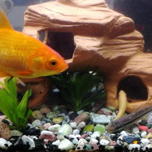 魚缸陶罐躲避屋造景活石三湖慈鯛躲避洞繁殖罐水草蝦屋蝦窩蝦瓷罐