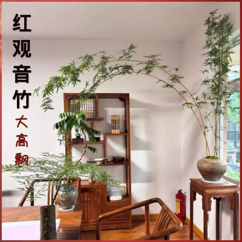 大型觀音竹高桿飄枝好養茶室桌面造景四季盆栽紅竹水培水養客廳