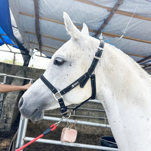 馬籠頭套繩馬術超纖馬籠套繩大小矮馬韁繩速賽馬籠頭比賽裝備馬術 馬籠頭套繩馬術超纖馬籠套繩大小矮馬韁繩速賽馬籠頭比賽裝備馬術