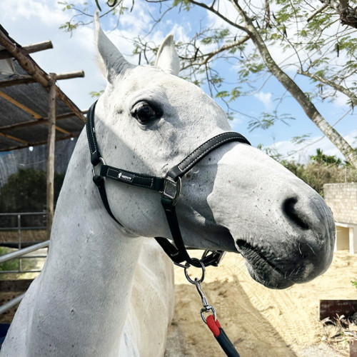 馬籠頭套繩馬術超纖馬籠套繩大小矮馬韁繩速賽馬籠頭比賽裝備馬術 馬籠頭套繩馬術超纖馬籠套繩大小矮馬韁繩速賽馬籠頭比賽裝備馬術