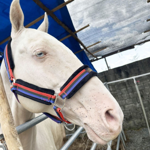 馬籠頭龍套韁繩耐磨紡織馬籠頭全套牽馬繩horse halter馬術牽馬繩 馬籠頭龍套韁繩耐磨紡織馬籠頭全套牽馬繩horse halter馬術牽馬繩