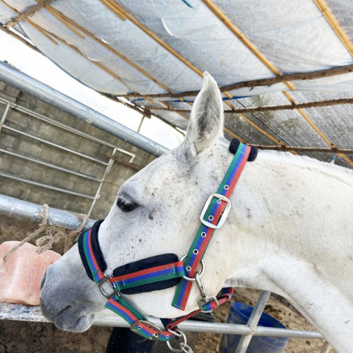馬籠頭龍套韁繩耐磨紡織馬籠頭全套牽馬繩horse halter馬術牽馬繩 馬籠頭龍套韁繩耐磨紡織馬籠頭全套牽馬繩horse halter馬術牽馬繩