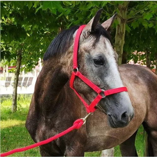 織帶防磨馬籠頭牽馬繩馬龍套馬術用品戶外騎馬運動牽馬籠頭帶 織帶防磨馬籠頭牽馬繩馬龍套馬術用品戶外騎馬運動牽馬籠頭帶