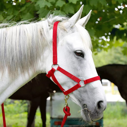 織帶防磨馬籠頭牽馬繩馬龍套馬術用品戶外騎馬運動牽馬籠頭帶 織帶防磨馬籠頭牽馬繩馬龍套馬術用品戶外騎馬運動牽馬籠頭帶