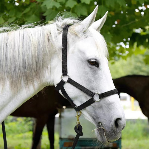 織帶防磨馬籠頭牽馬繩馬龍套馬術用品戶外騎馬運動牽馬籠頭帶 織帶防磨馬籠頭牽馬繩馬龍套馬術用品戶外騎馬運動牽馬籠頭帶