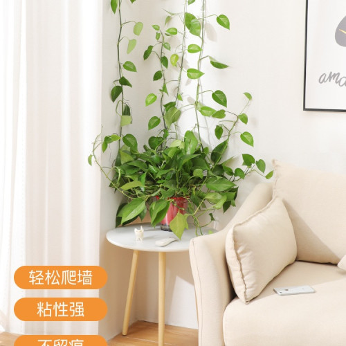 綠蘿綠植爬牆固定無痕家用釦攀爬室內蔓藤植物牆上掛鉤固定夾 綠蘿綠植爬牆固定無痕家用釦攀爬室內蔓藤植物牆上掛鉤固定夾
