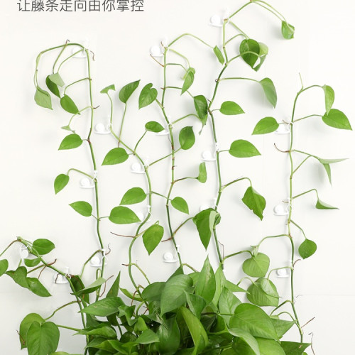 綠蘿綠植爬牆固定無痕家用釦攀爬室內蔓藤植物牆上掛鉤固定夾 綠蘿綠植爬牆固定無痕家用釦攀爬室內蔓藤植物牆上掛鉤固定夾
