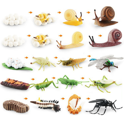 仿真崑蟲模型玩具蝸牛蜻蜓成長周期生命階段認知靜態擺件 仿真崑蟲模型玩具蝸牛蜻蜓成長周期生命階段認知靜態擺件