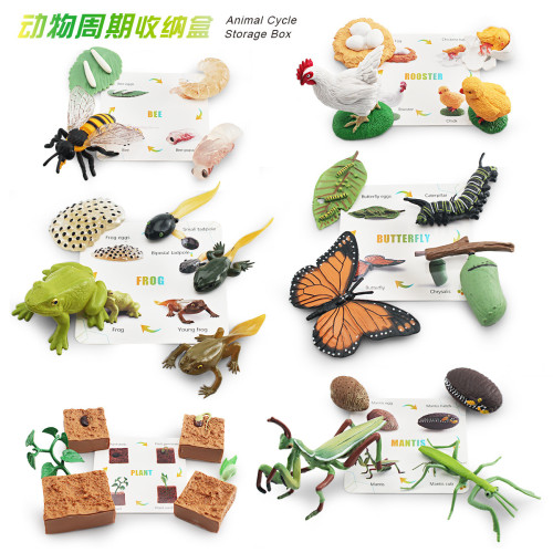 家仿真植物蝴蝶蜜蜂青蛙模型動植物成長周期收納盒套裝玩具 家仿真植物蝴蝶蜜蜂青蛙模型動植物成長周期收納盒套裝玩具