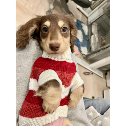 臘腸衣服狗狗毛衣小型犬貓咪幼犬保暖寵物加厚秋冬裝聖誕節打底衫 臘腸衣服狗狗毛衣小型犬貓咪幼犬保暖寵物加厚秋冬裝聖誕節打底衫