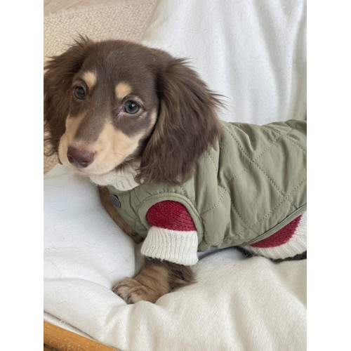 臘腸衣服狗狗毛衣小型犬貓咪幼犬保暖寵物加厚秋冬裝聖誕節打底衫 臘腸衣服狗狗毛衣小型犬貓咪幼犬保暖寵物加厚秋冬裝聖誕節打底衫